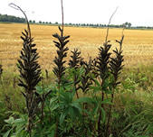 De Drentse Wildernis