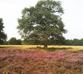 De Drentse Wildernis