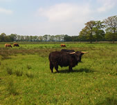 De Drentse Wildernis