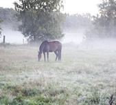 De Drentse Wildernis