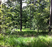 Vakantie Vieren in Drenthe