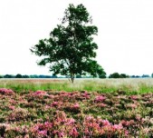 Groen Geluk in Drenthe