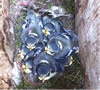 Het Nestkastenpad in het bos van Gees