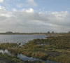 De Schaapskudde van Ruinen en het Dwingelerveld